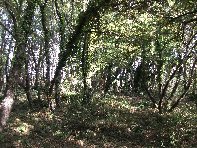 rruggeri-Quercus ilex 201011121 072